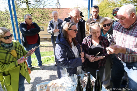 Rez kamniške trte, ki je potomka najstarejše vinske trte (22)